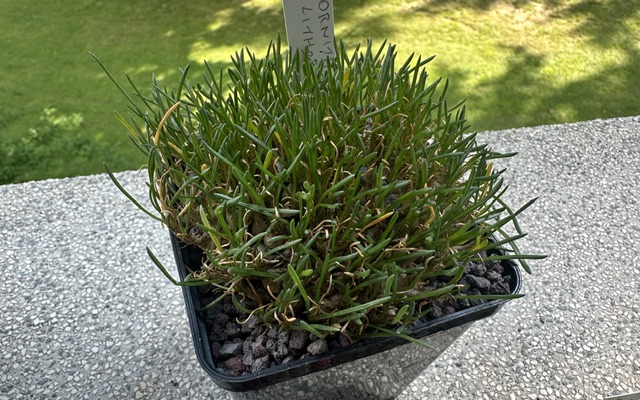 ornithogalum lithopsoides