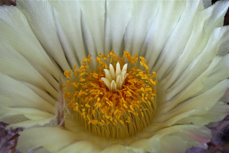 Astrophytum ornatum 