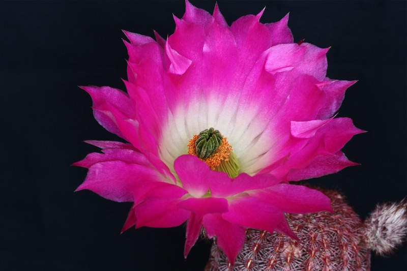 Echinocereus rigidissimus v. rubispinus 