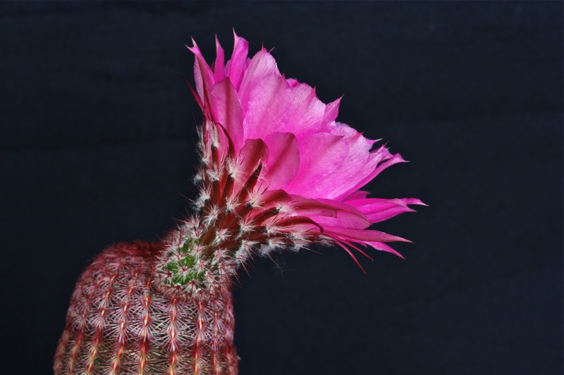 Echinocereus rigidissimus v. rubispinus 