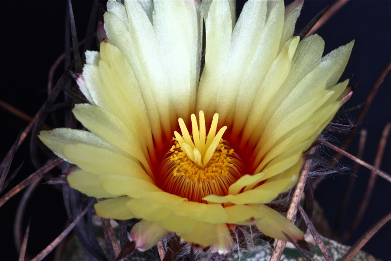 Astrophytum capricorne v. niveum 