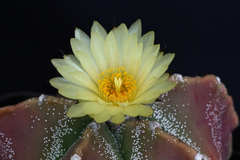 Astrophytum myriostigma hybrid 