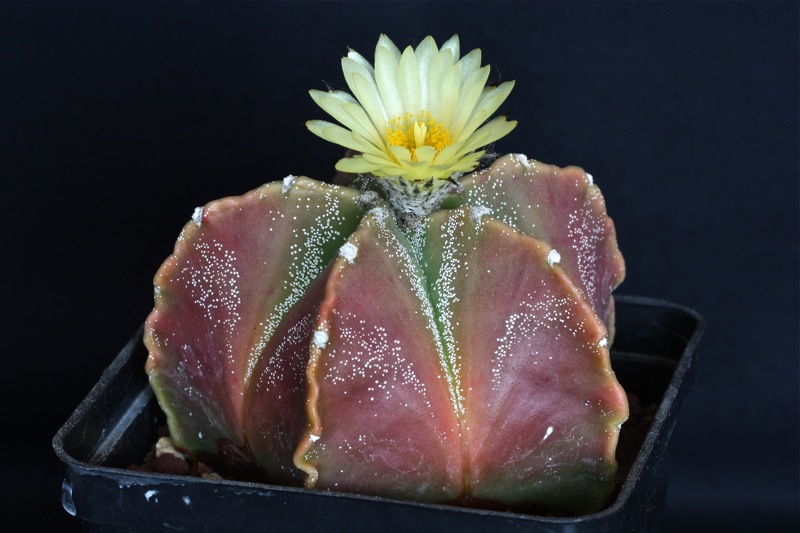 Astrophytum myriostigma hybrid 