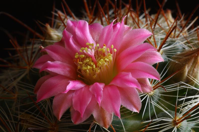 Mammillaria longiflora ssp. stampferi 