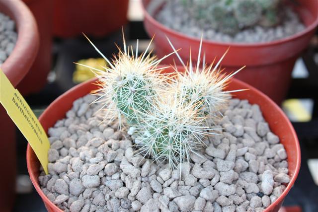 Echinocereus  barthelowanus 