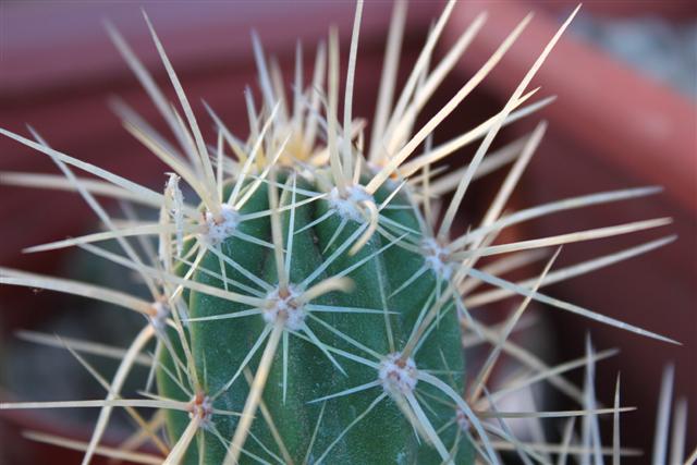 Echinocereus maritimus 