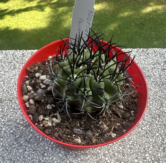 neoporteria paucicostata