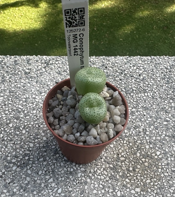 conophytum truncatum