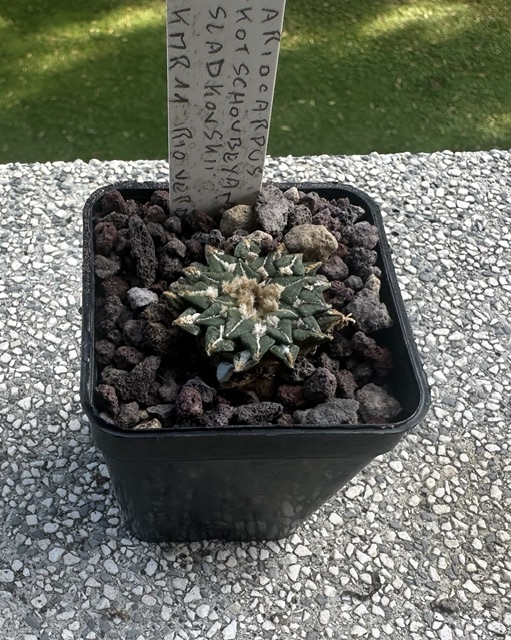 ariocarpus kotschoubeyanus ssp. sladkovskyi