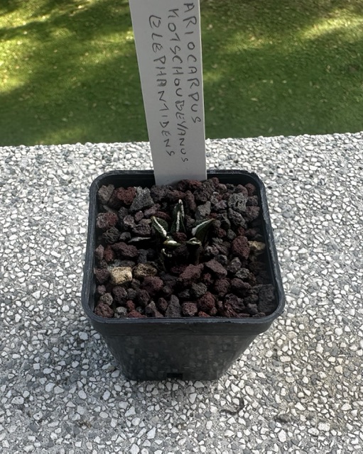 ariocarpus kotschoubeyanus ssp. elephantidens