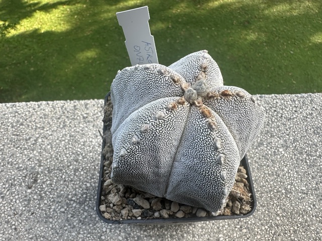astrophytum myriostigma cv. onzuka