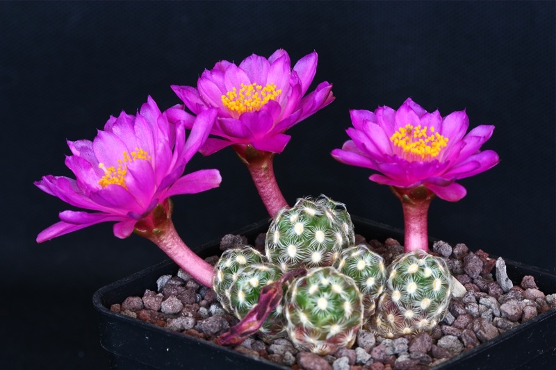 Mammillaria saboae ssp. haudeana 