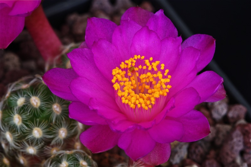 Mammillaria saboae ssp. haudeana 