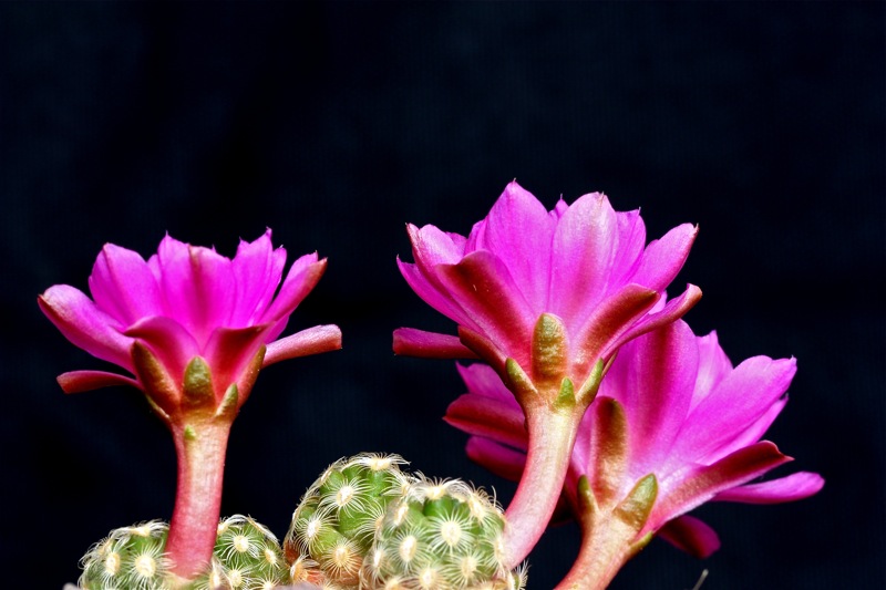 Mammillaria saboae ssp. haudeana 