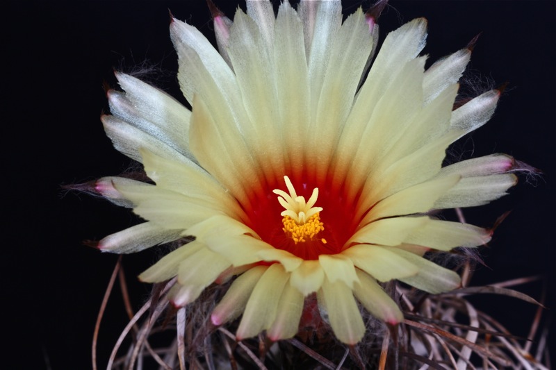 Astrophytum capricorne v. senile 