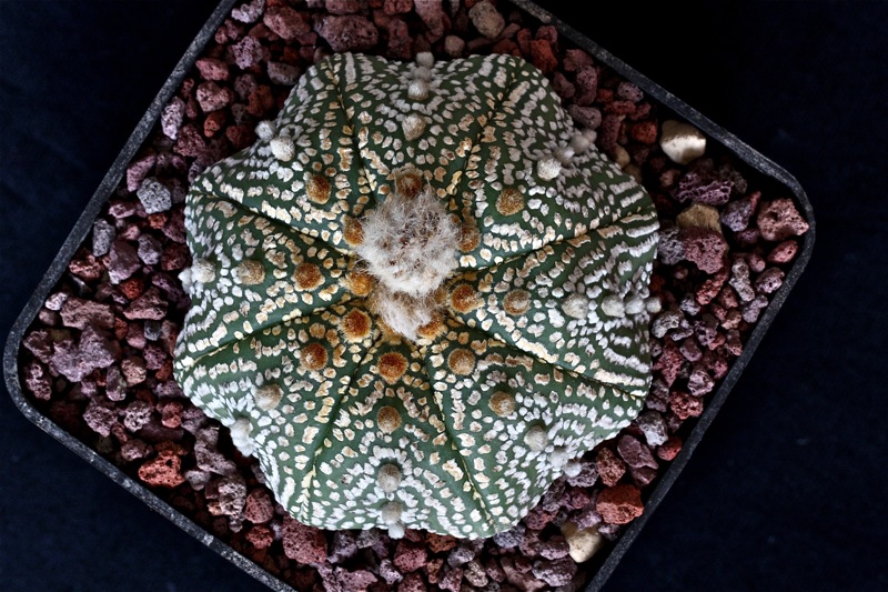 Astrophytum asterias cv. super kabuto star shape 