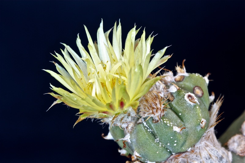 Astrophytum myriostigma v. nudum 