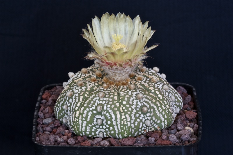 Astrophytum asterias cv. super kabuto star shape 