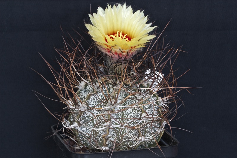 Astrophytum capricorne 