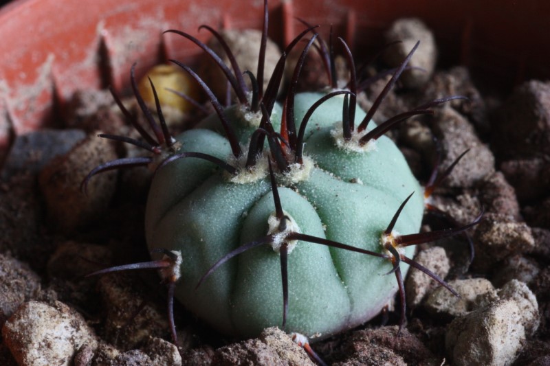 Gymnocalycium cabreraense VoS 16-2122