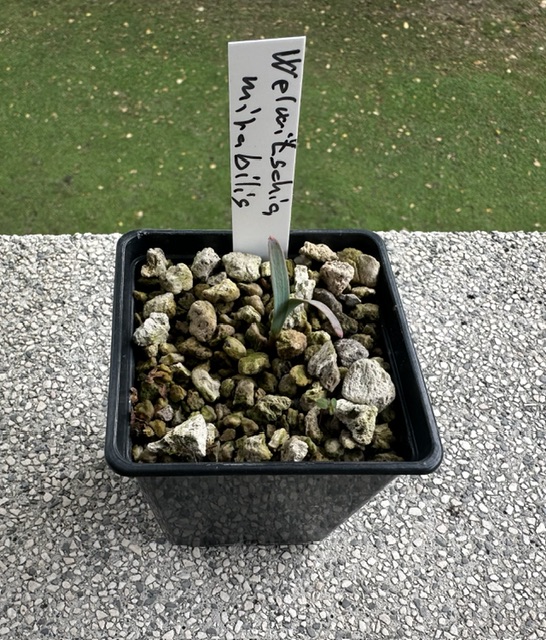 welwitschia mirabilis