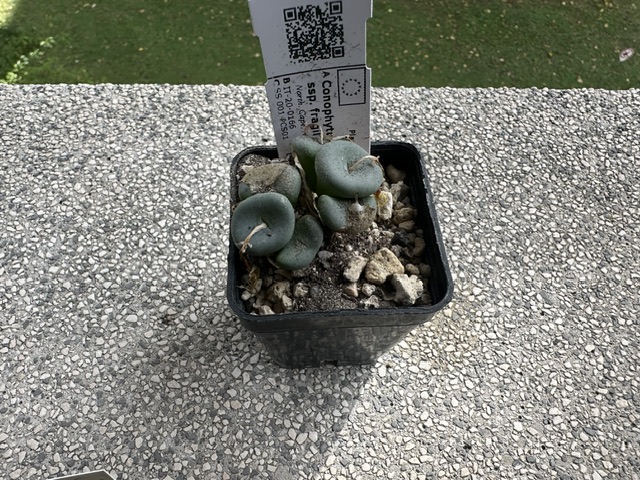 conophytum jucundum ssp. fragile
