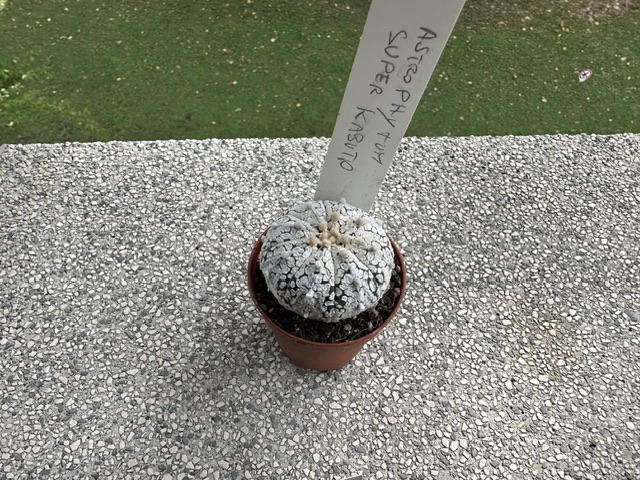 astrophytum asterias cv. super kabuto