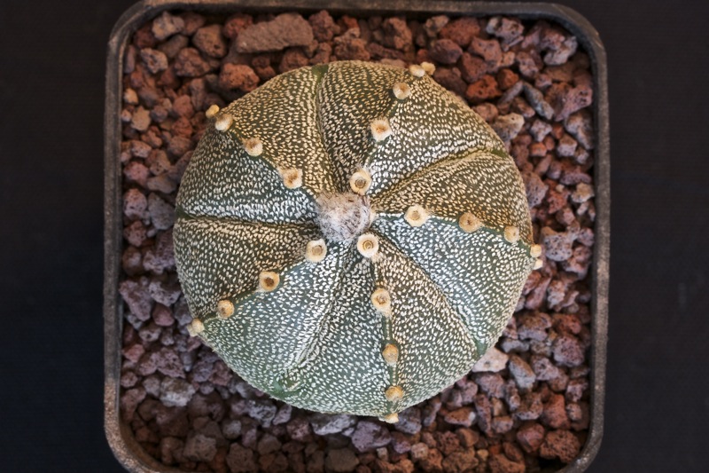 Astrophytum asterias x coahuilense 