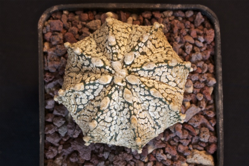 Astrophytum asterias cv. super kabuto x senile v. aureum 