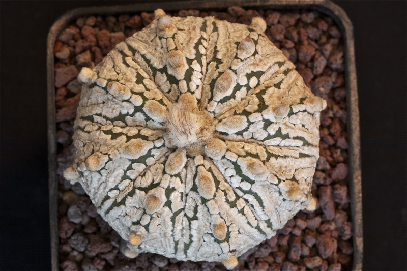 Astrophytum asterias cv. super kabuto snow type 