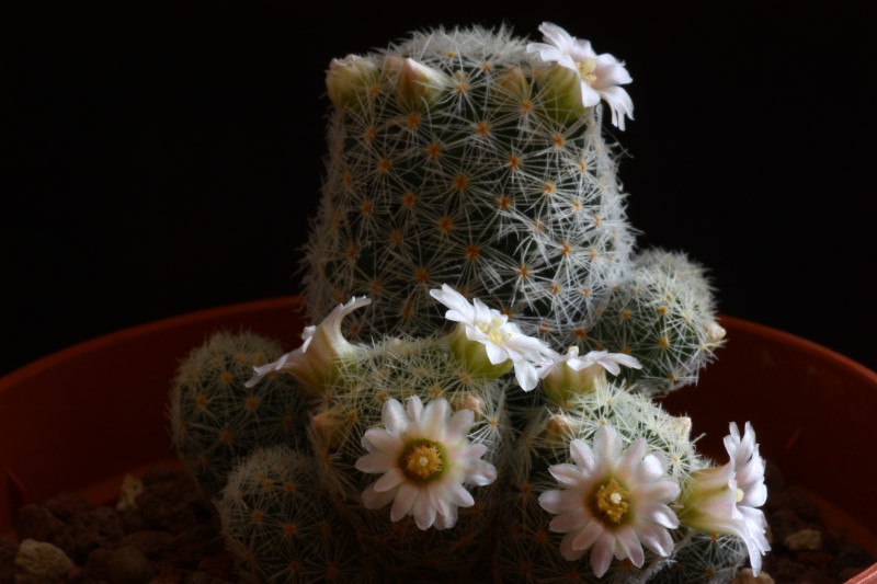 Mammillaria schiedeana ssp. giselae 