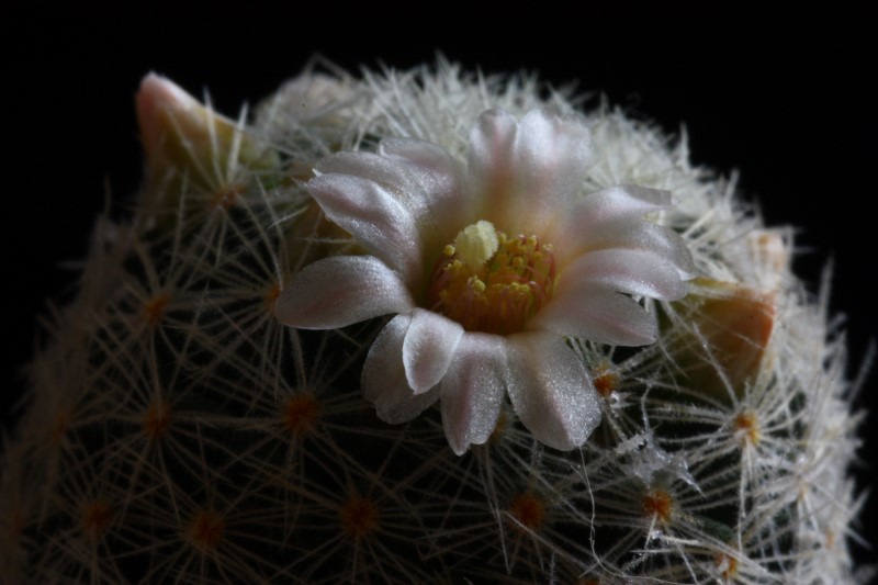 Mammillaria schiedeana ssp. giselae 