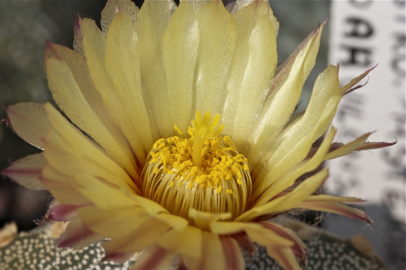 Astrophytum asterias x coahuilense 