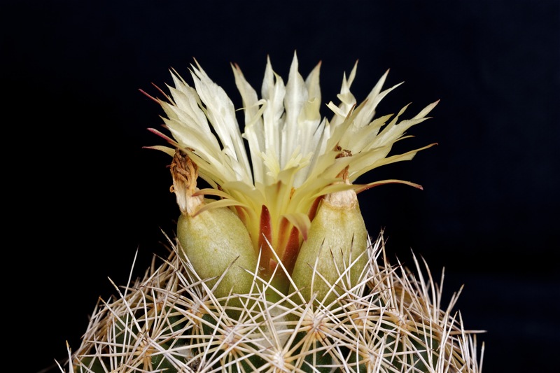 Coryphantha retusa 