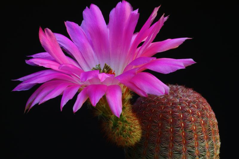 Echinocereus rigidissimus ssp. rubispinus 