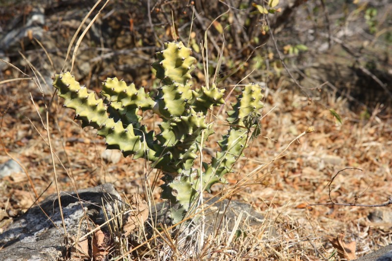 Euphorbia neriifolia 