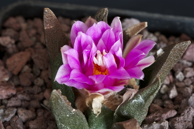 Ariocarpus agavoides x fissuratus 