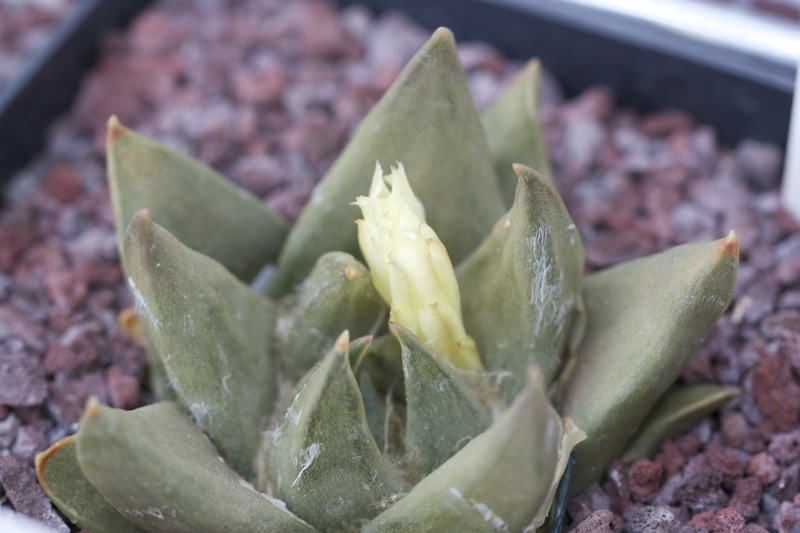 Ariocarpus trigonus 