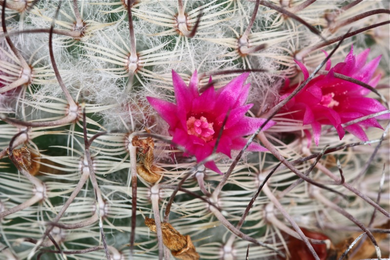 Mammillaria huitzilopochtli ssp. niduliformis LAU1495