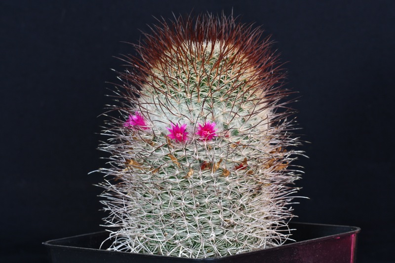 Mammillaria huitzilopochtli v. niduliformis LAU1495