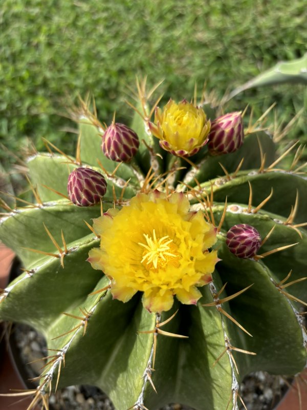 ferocactus schwarzii