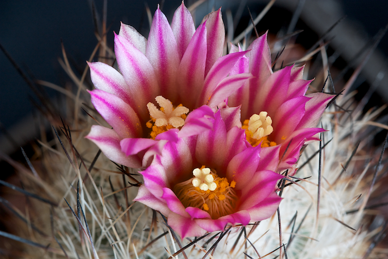 Turbinicarpus subterraneus v. zaragozae 