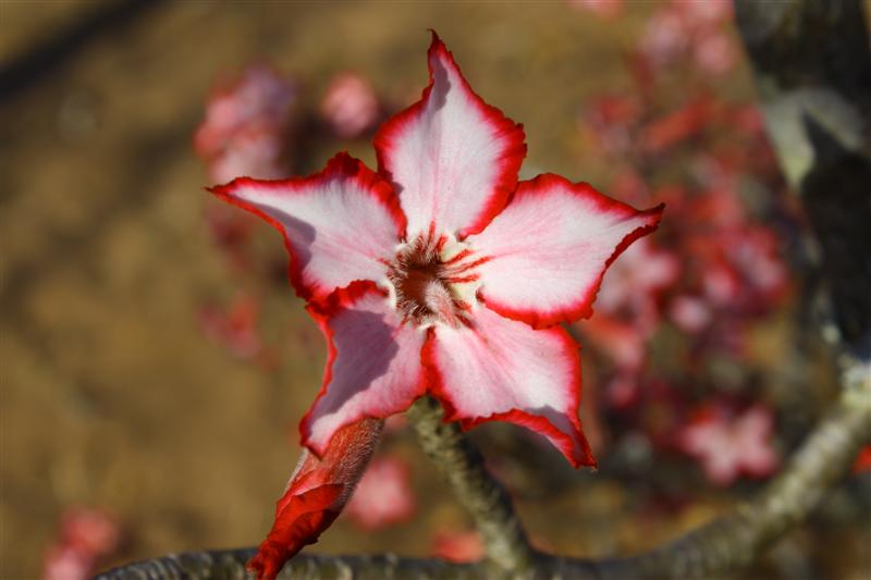 Adenium multiflorum 