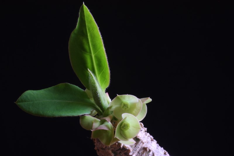Euphorbia ankarensis 
