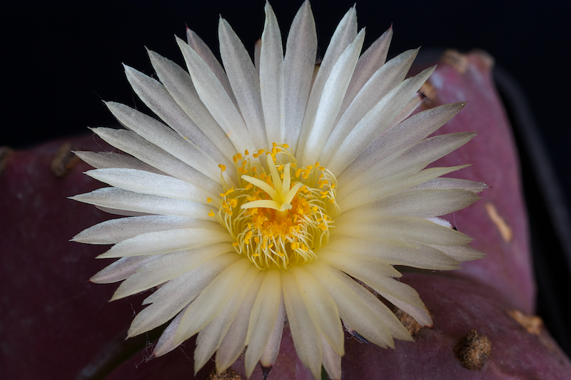 Astrophytum myriostigma v. nudum 