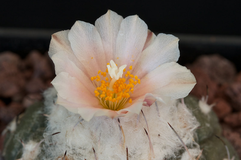 Turbinicarpus lophophoroides 