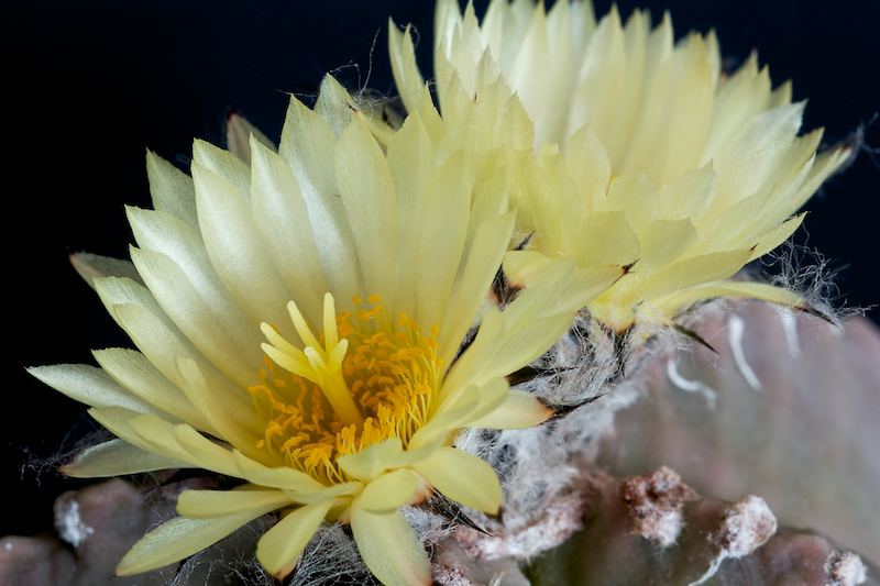 Astrophytum myriostigma cv. costa 