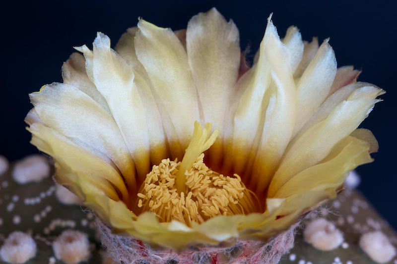 Astrophytum asterias 