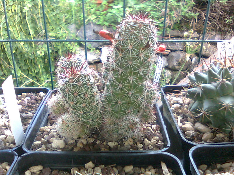 Mammillaria mazatlanensis ssp. patonii 