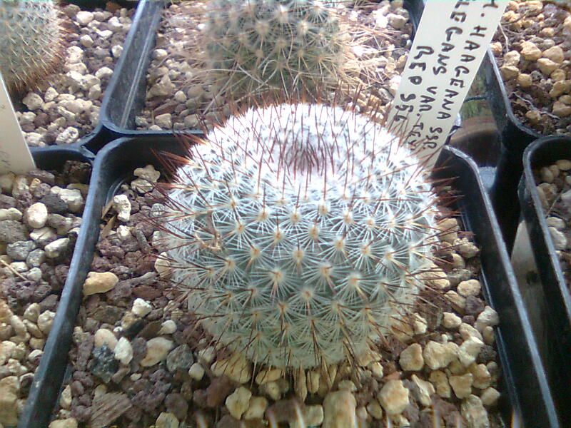 Mammillaria elegans v. teyuca Rep 956